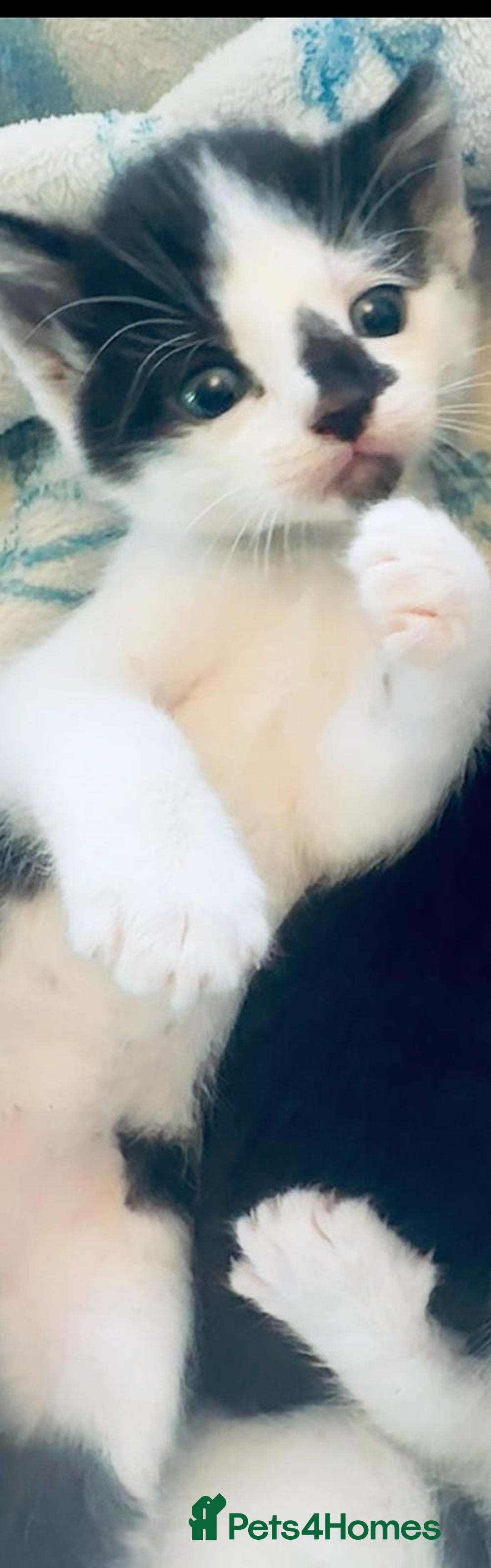 British Shorthair cats for sale: 4 British Shorthair kittens, 3 Tuxedo and 1 black - Image 10