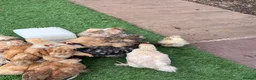 Chickens poultry for sale: Purebred bantam chicks - to point of lay birds - Advert 5