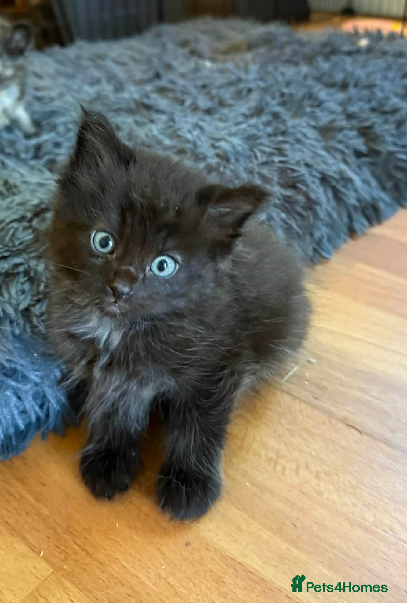 Mixed Breed cats The fluffiest black kittens with bright blue eyes - Advert 7