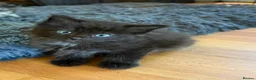 Mixed Breed cats for sale: The fluffiest black kittens with bright blue eyes - Advert 1