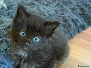 Mixed Breed cats The fluffiest black kittens with bright blue eyes - Advert 7