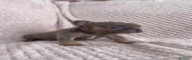 French Bulldog 4