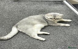 Scottish Fold cats for sale: Adorable Scottish fold silver kittens  - Image 20