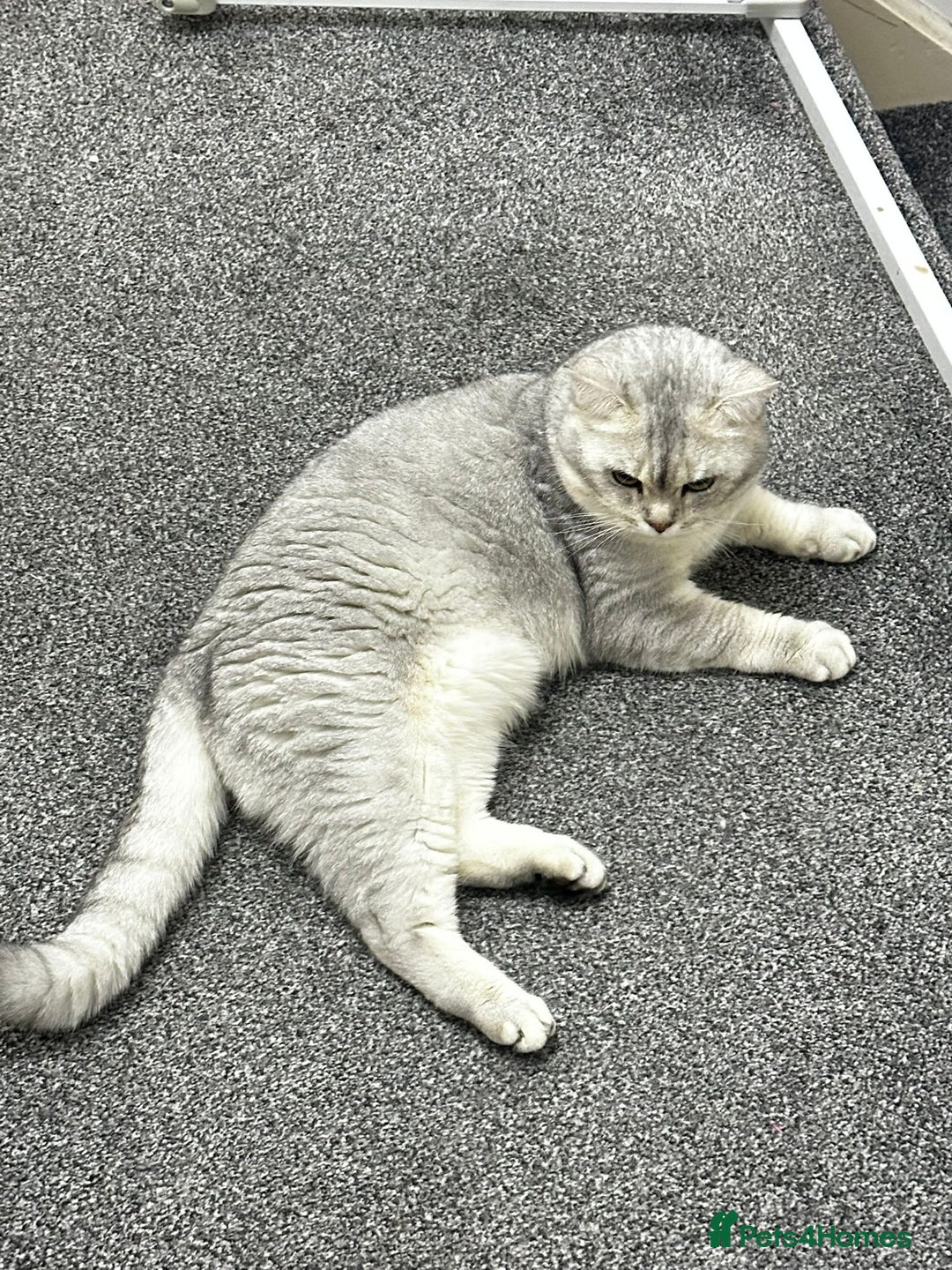 Scottish Fold cats for sale: Adorable Scottish fold silver kittens  - Image 20