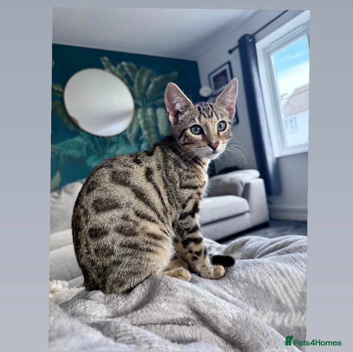 Bengal cats 6 month old half bengal kitten  - Advert 1