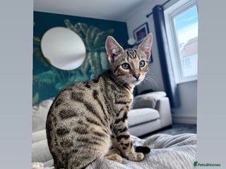 Bengal cats 6 month old half bengal kitten - Advert 1