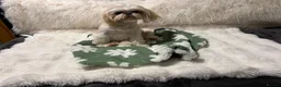 Shih Tzu dogs for sale: KC Imperial Shih Tzu Puppies in Steyning - Advert 10