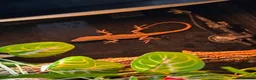Anole reptiles for sale: 3x Green anoles for sale (1x m, 2x f) in Leighton Buzzard - Advert 3