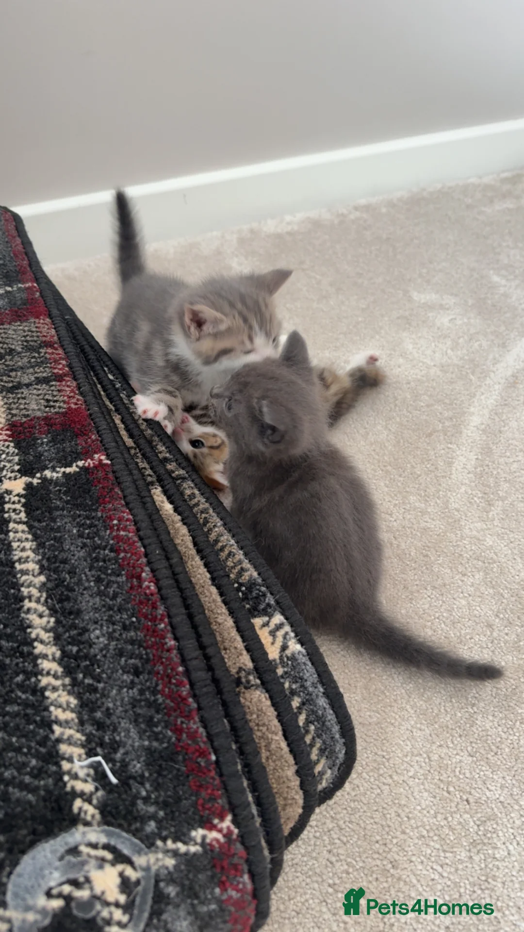 Domestic Shorthair cats for sale: Kittens - Advert 2