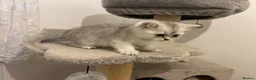 Scottish Fold cats for sale: Adorable Scottish Fold Kittens for Sale  - Advert 14