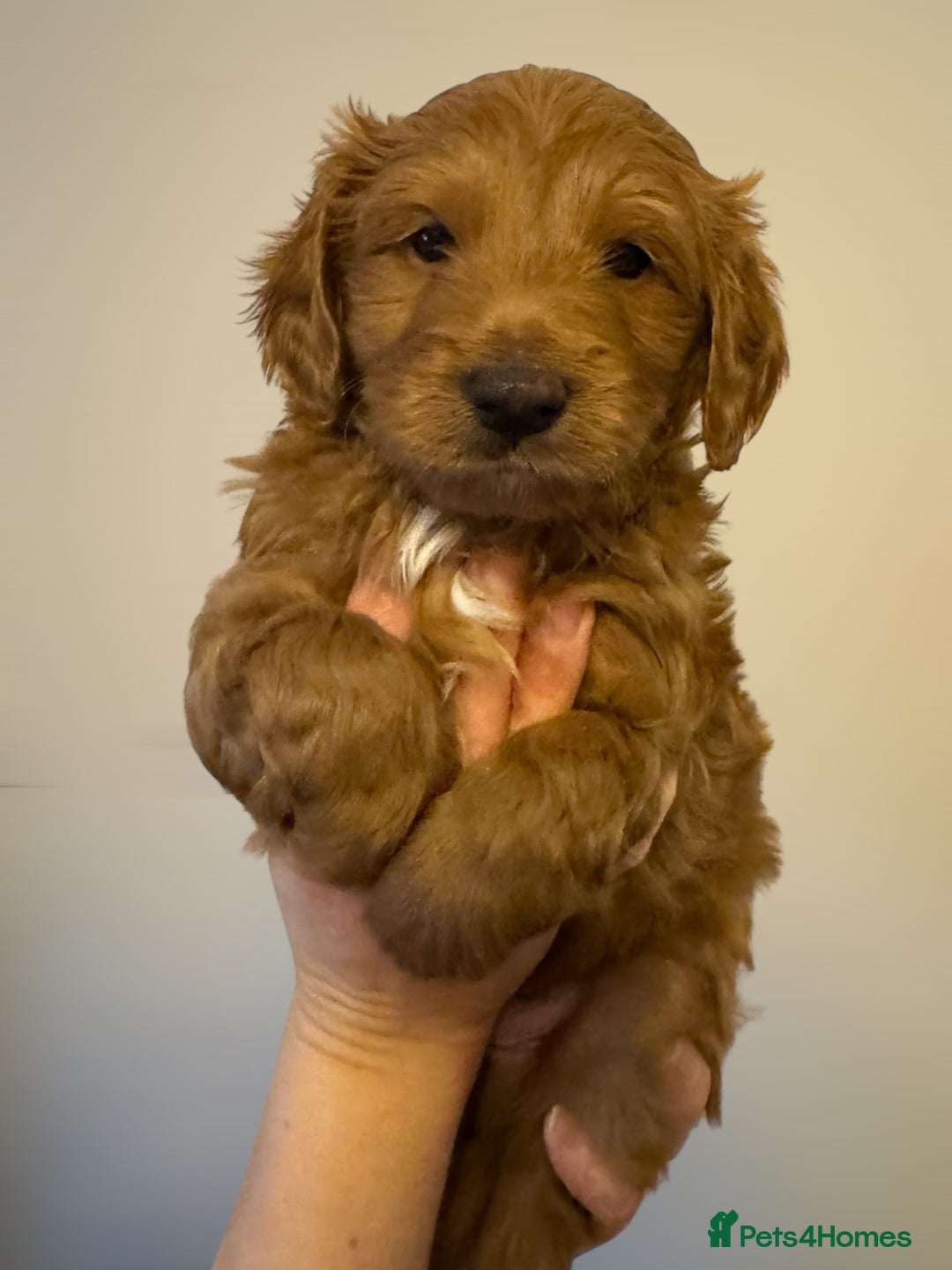 Cavapoo dogs for sale: Australian Cavapoo ! Full panel DNA Tested  - Advert 3