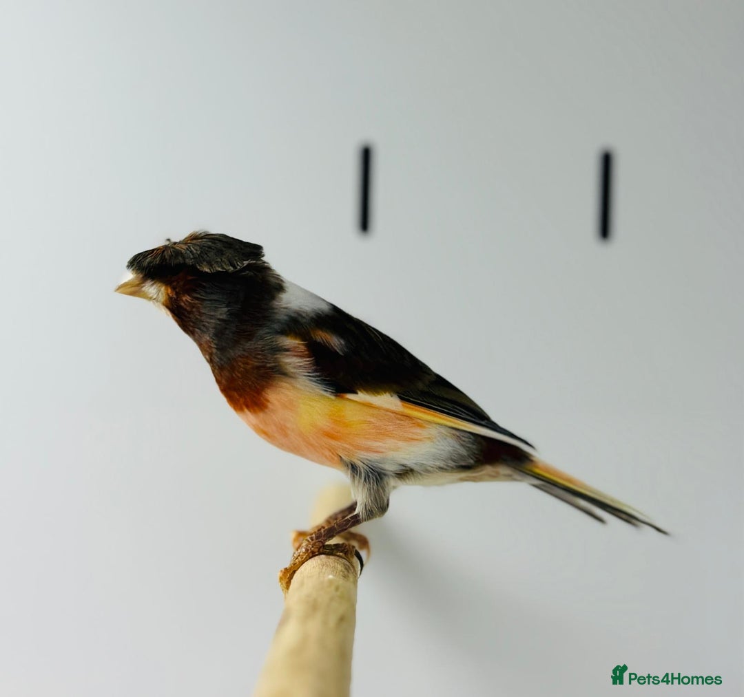 Canaries birds for sale: Harlequin canaries  - Advert 2