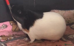 Guinea Pig rodents for sale: Guinea Pigs  - Image 1