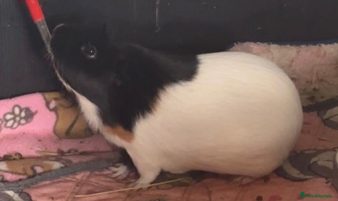 Guinea Pig rodents for sale: Guinea Pigs  - Image 1