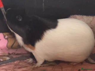 Guinea Pig rodents - Advert 26