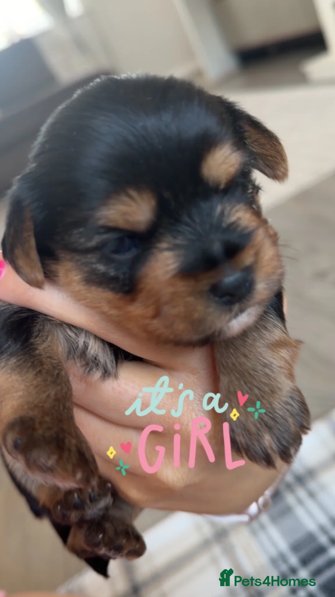 Yorkshire Terrier dogs for sale: 5 beautiful Yorkshire terrier pups  in Oswestry - Advert 2