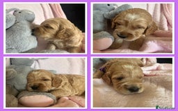 Irish Doodle dogs for sale: Gorgeous Miniature F1 Irish Doodles - Image 14