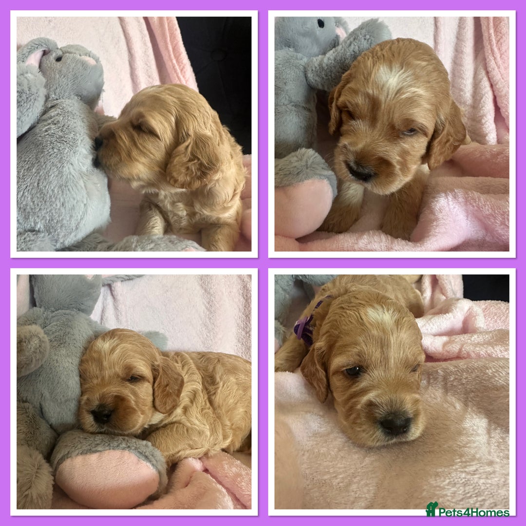 Irish Doodle dogs for sale: Gorgeous Miniature F1 Irish Doodles - Image 14