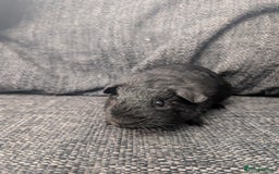 Guinea Pig rodents for sale: Lakeland boar - Image 5