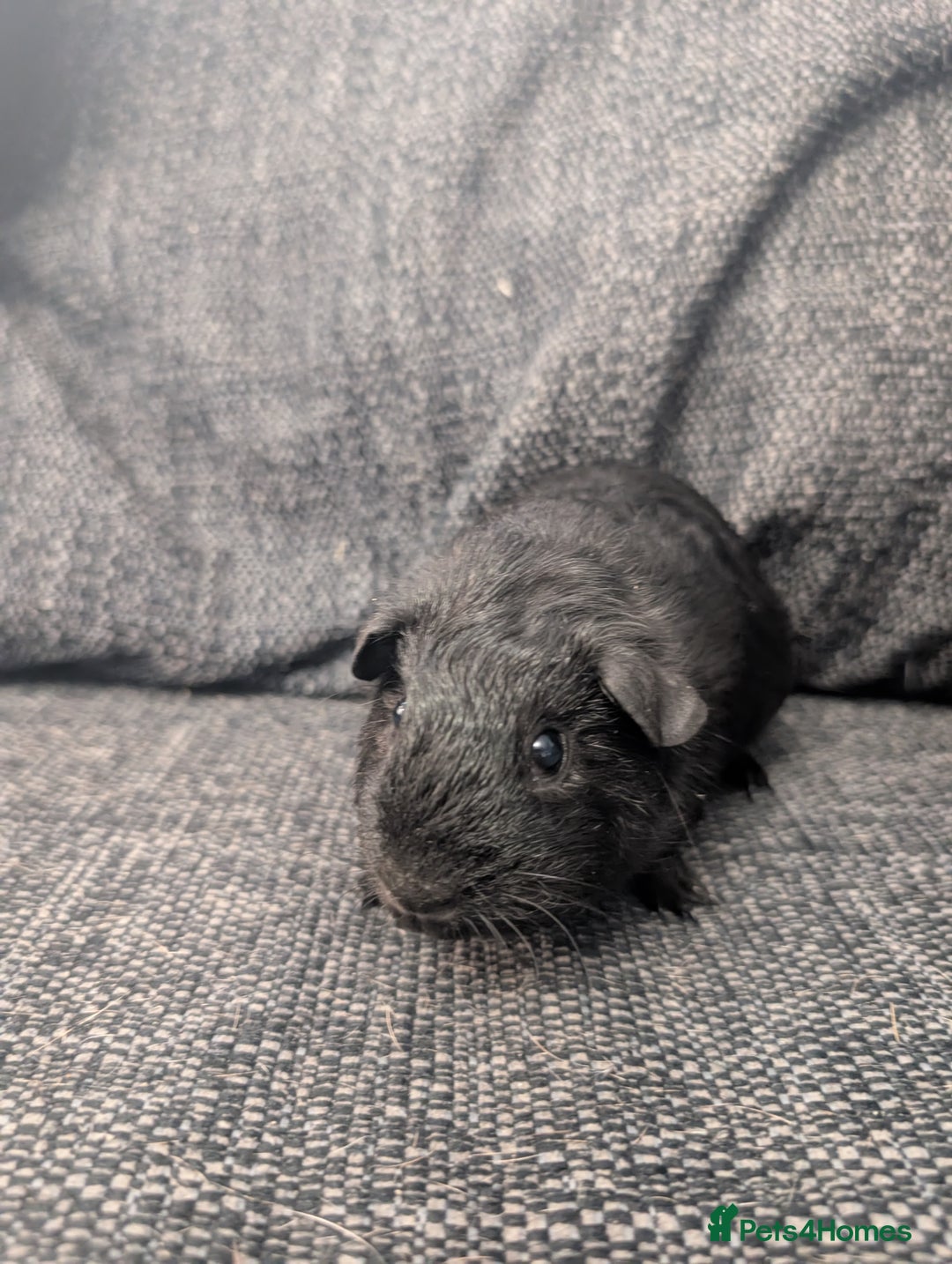 Guinea Pig rodents for sale: Lakeland boar - Image 5