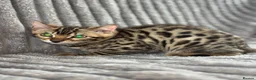 Bengal cats for sale: Perfect Bengal kittens  - Advert 2