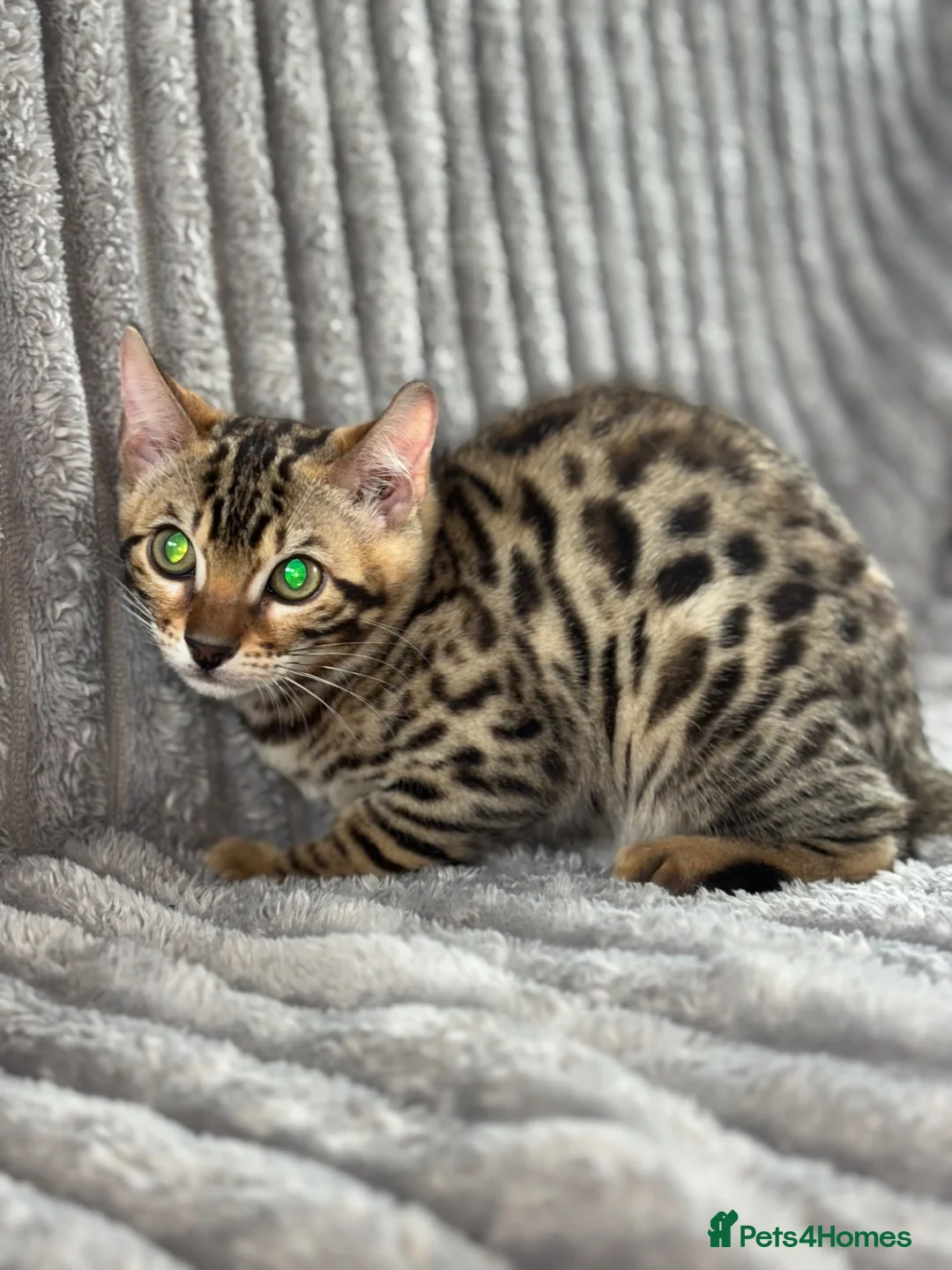 Bengal cats for sale: Perfect Bengal kittens  - Advert 2