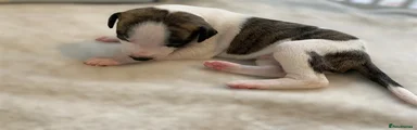 Whippet Puppy 2