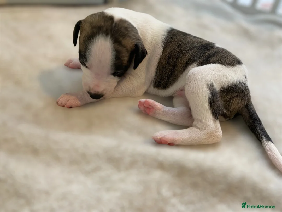 Whippet dogs for sale: 🐾 Quality KC Registered Whippet Puppies 🐾 - Advert 10