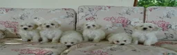 Bichon Frise dogs for sale: Beautiful Bichon Frise Puppies - Advert 3