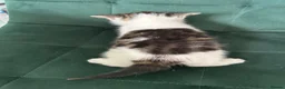 Norwegian Forest Cat cats for sale:     Four Adorable Kittens - Advert 10