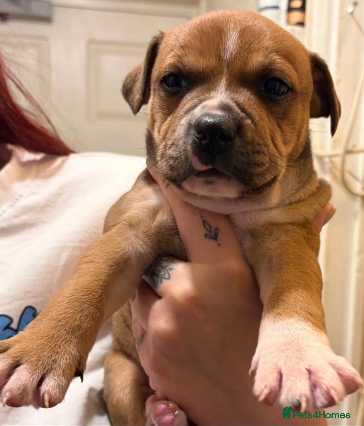 Staffordshire Bull Terrier dogs Staffordshire - Advert 15