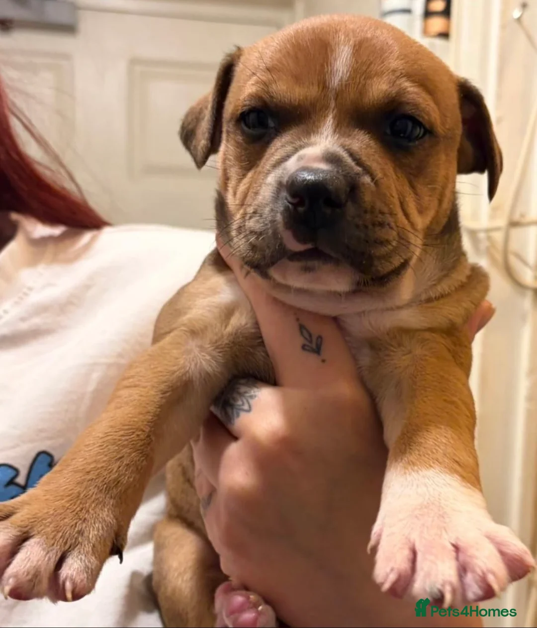 Staffordshire Bull Terrier dogs for sale: Staffordshire in Leicester - Advert 1