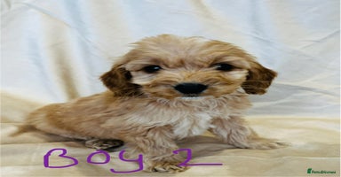 Cockapoo dogs - Advert 5