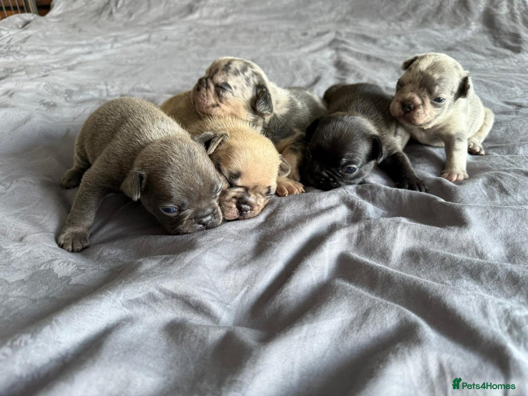 French Bulldog dogs for sale: French bulldog - Image 10