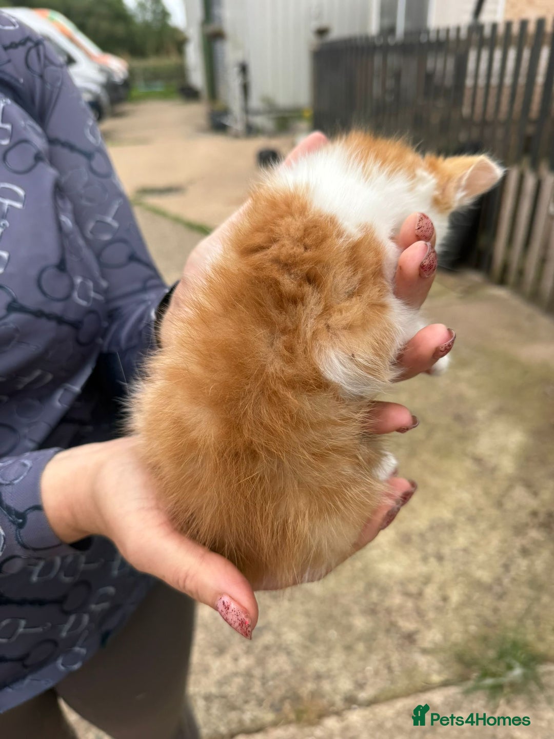 Mixed Breed cats for sale: Beautiful litter of tiny kittens  - Image 4