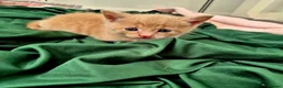 Mixed Breed cats for sale: Beautiful Playful Ginger & Tri-Colour Kittens 🐾 - Advert 14