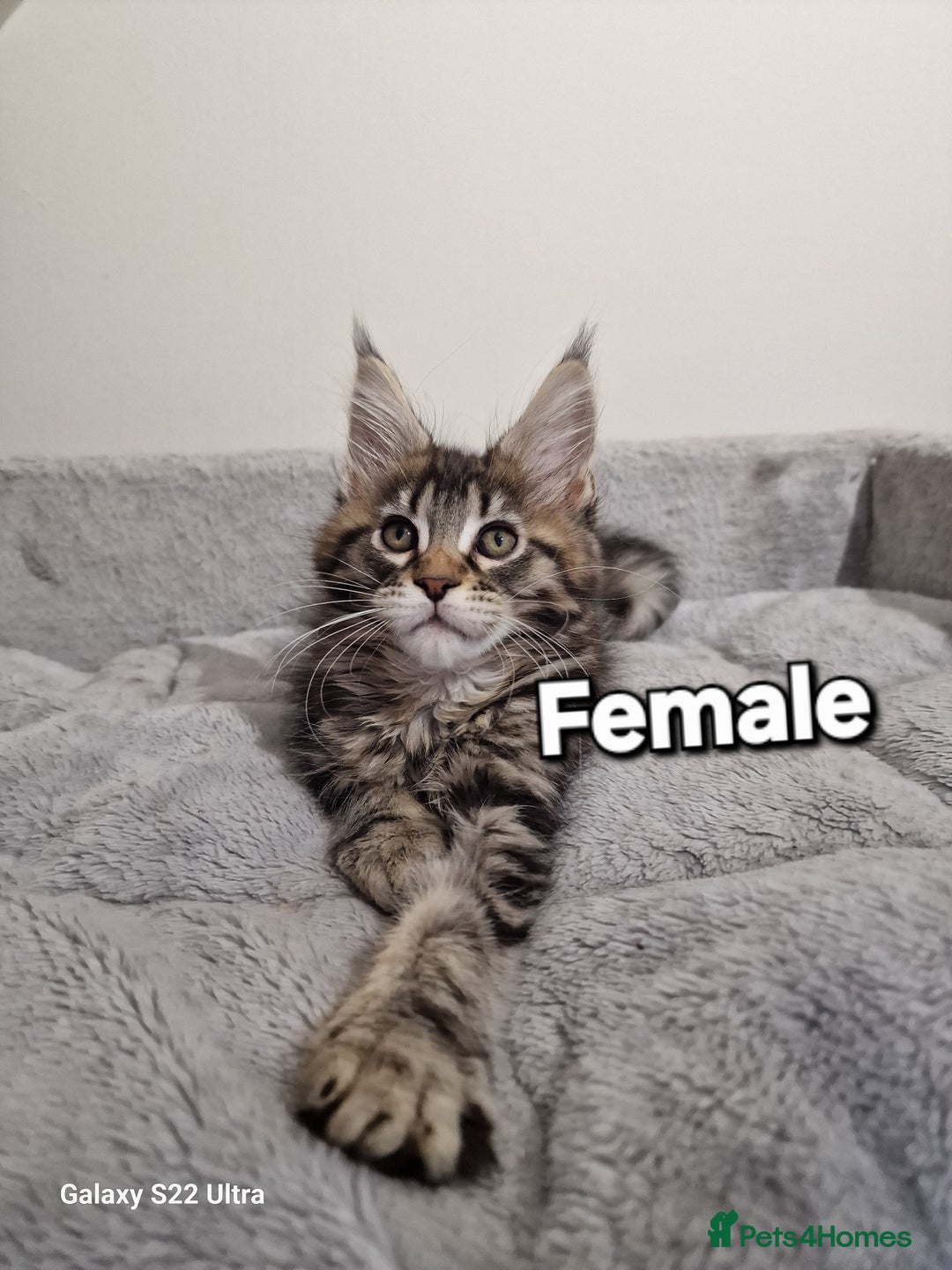 Maine Coon cats for sale: 💥Pure Maine coon😻 - Advert 18