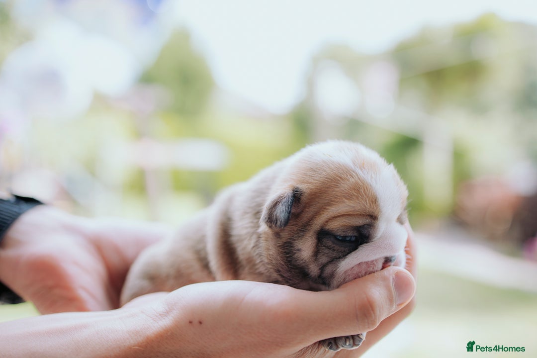English Bulldog dogs for sale: Stunning litter of  English bulldog puppies - Image 8