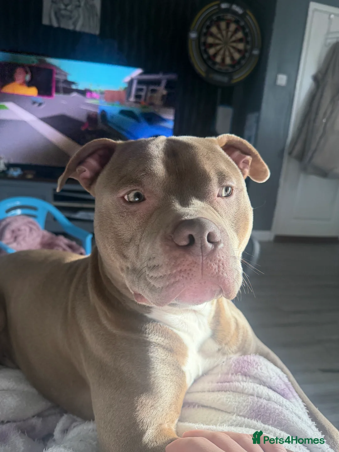 Staffordshire Bull Terrier dogs for sale: Staffy/Pocket bully Thor in Deeside - Advert 2