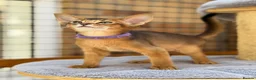 Abyssinian cats for sale: LAST 2 BOYS 💙😻Abyssinian kittens  - Advert 14