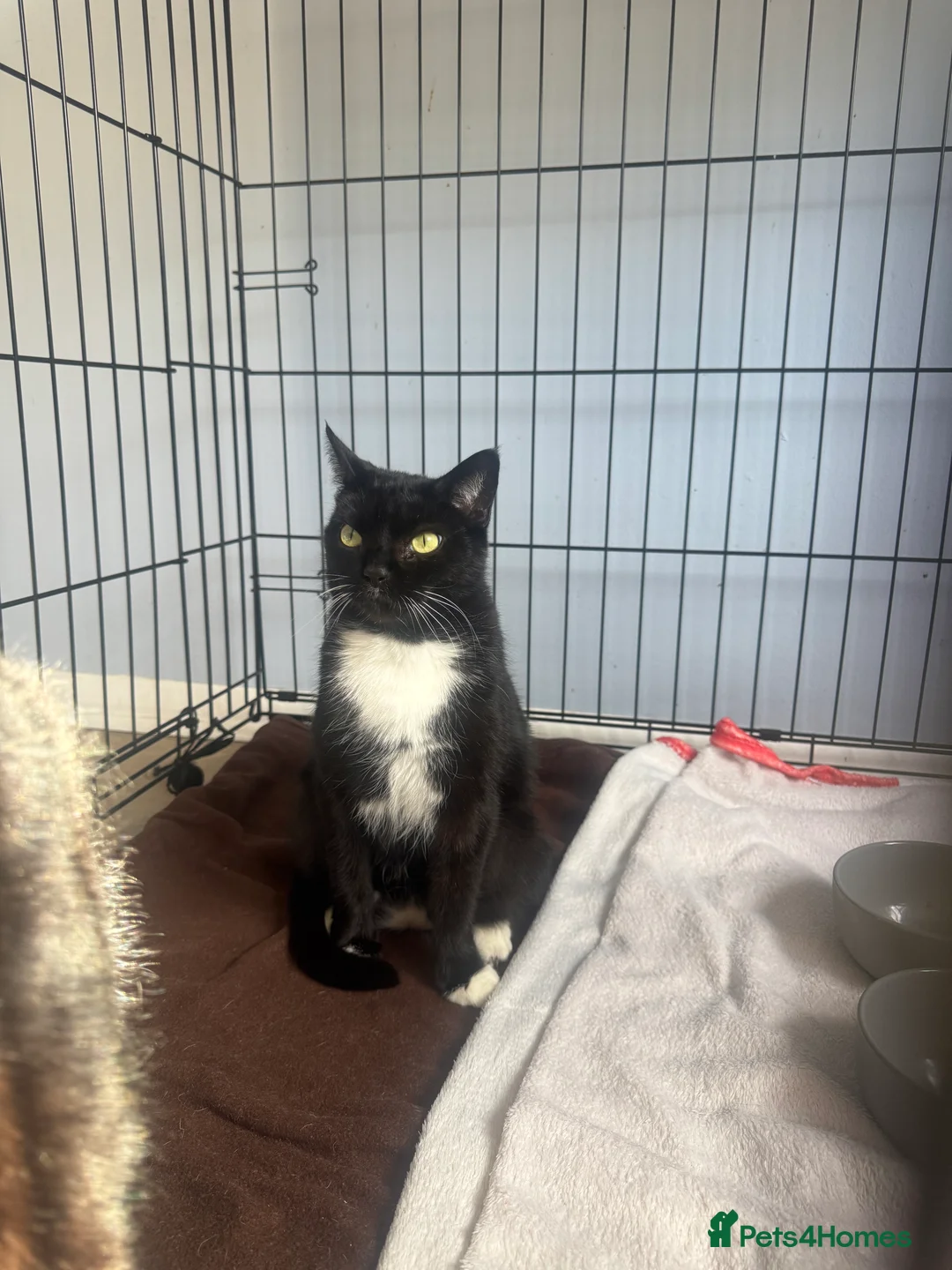 British Shorthair cats for adoption: Lovebugs Ronnie & Ruby - Adopt CIC - Advert 2