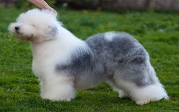 Old English Sheepdog dogs for stud: Stud KC Old English Sheepdog in Peterborough - Image 9