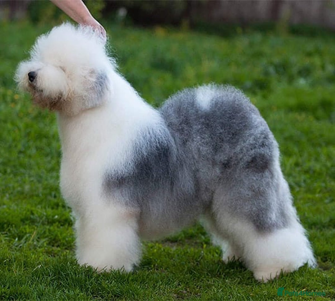 Old English Sheepdog dogs for stud: Stud KC Old English Sheepdog in Peterborough - Image 9
