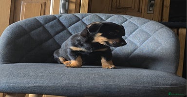 Mixed Breed dogs - Advert 2