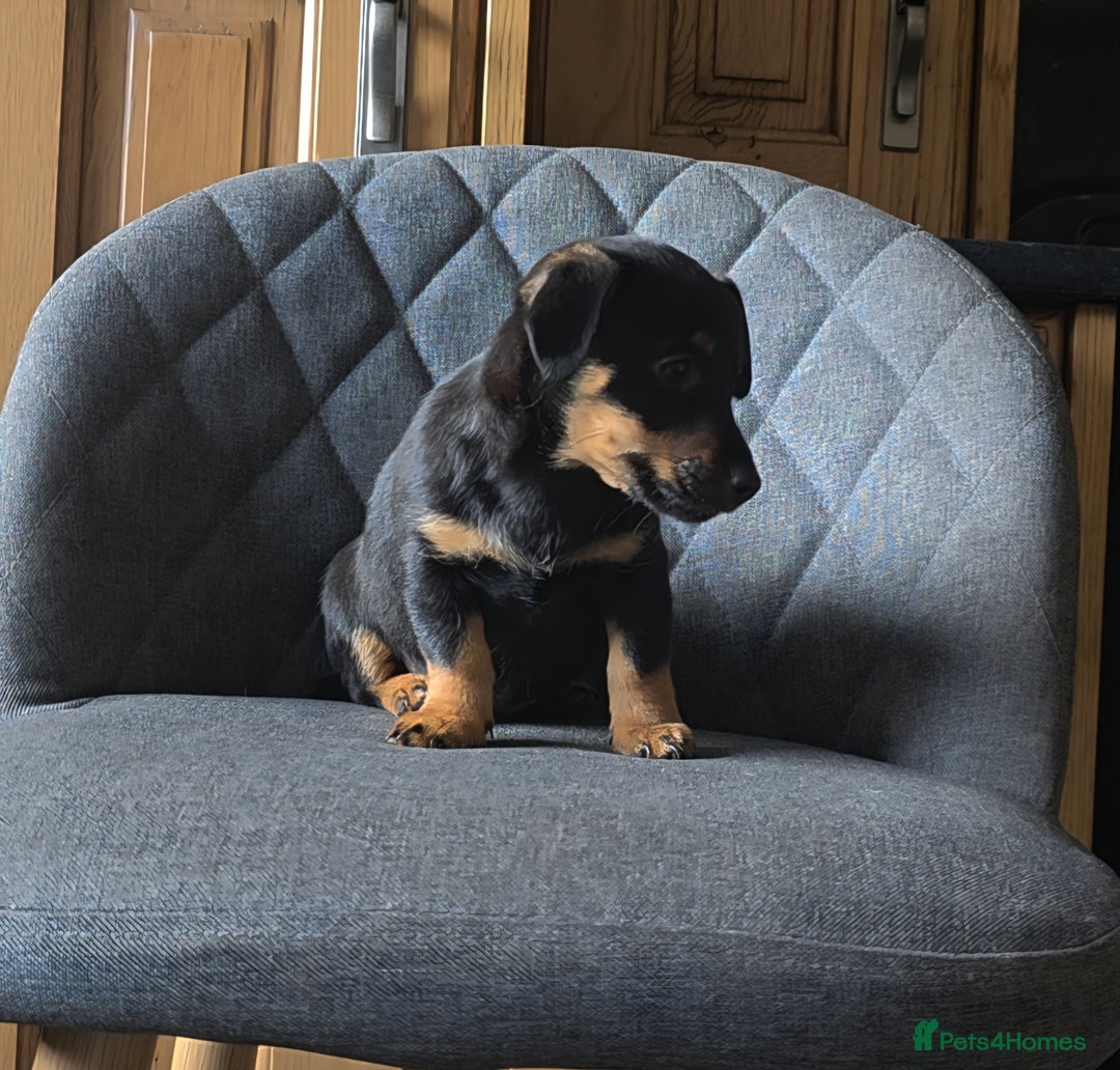 Mixed Breed dogs for sale: F1 Dachshund x Jack Russell  - Image 3
