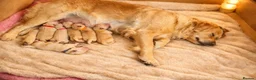 Golden Retriever dogs for sale: Golden retriever puppies in Ashton-under-Lyne - Advert 3