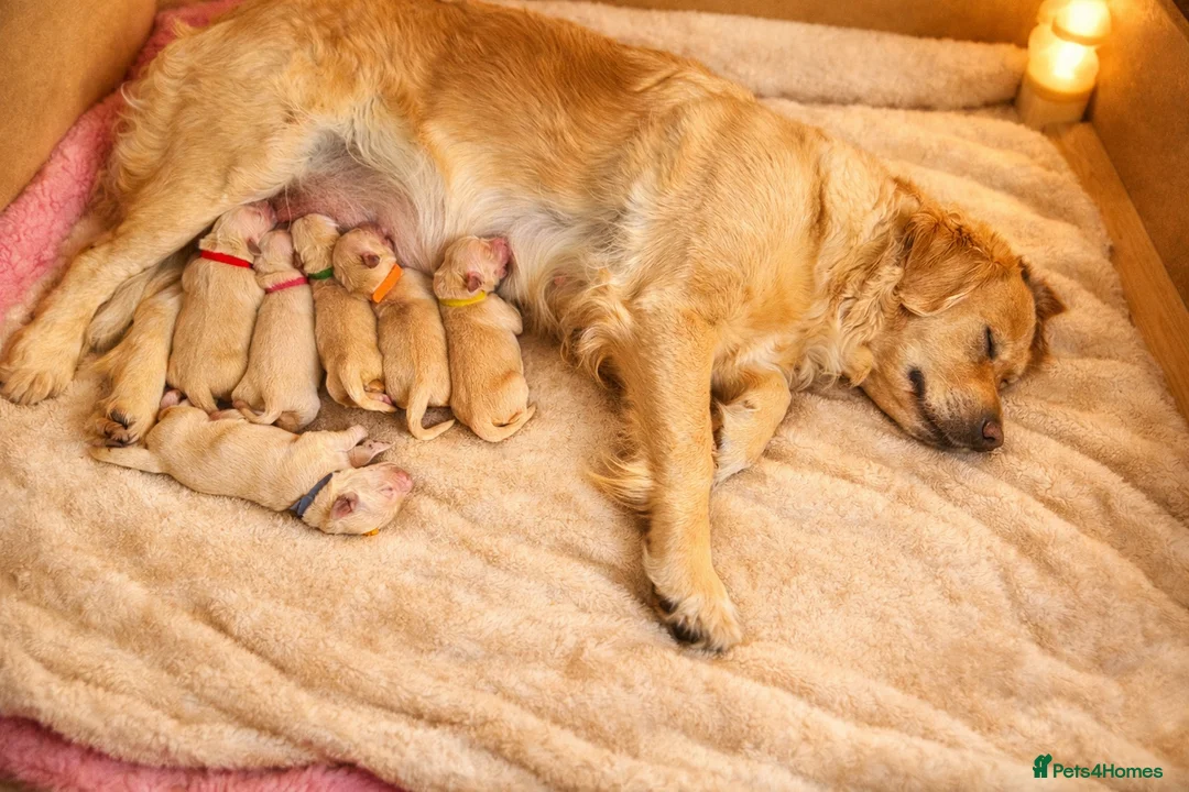 Golden Retriever dogs for sale: Golden retriever puppies in Ashton-under-Lyne - Advert 3