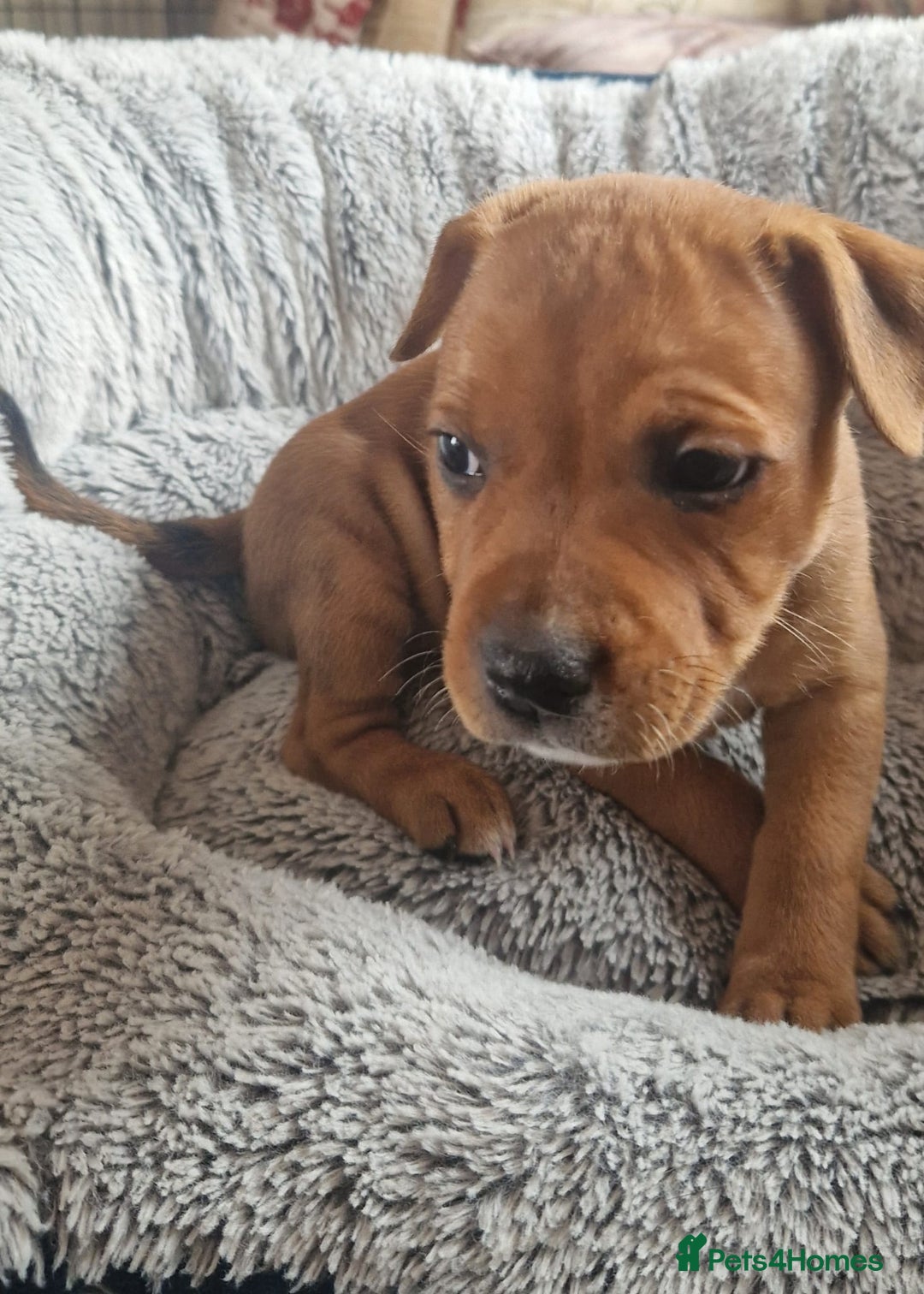 Staffordshire Bull Terrier dogs for sale: 4 female staffy pups - Image 14
