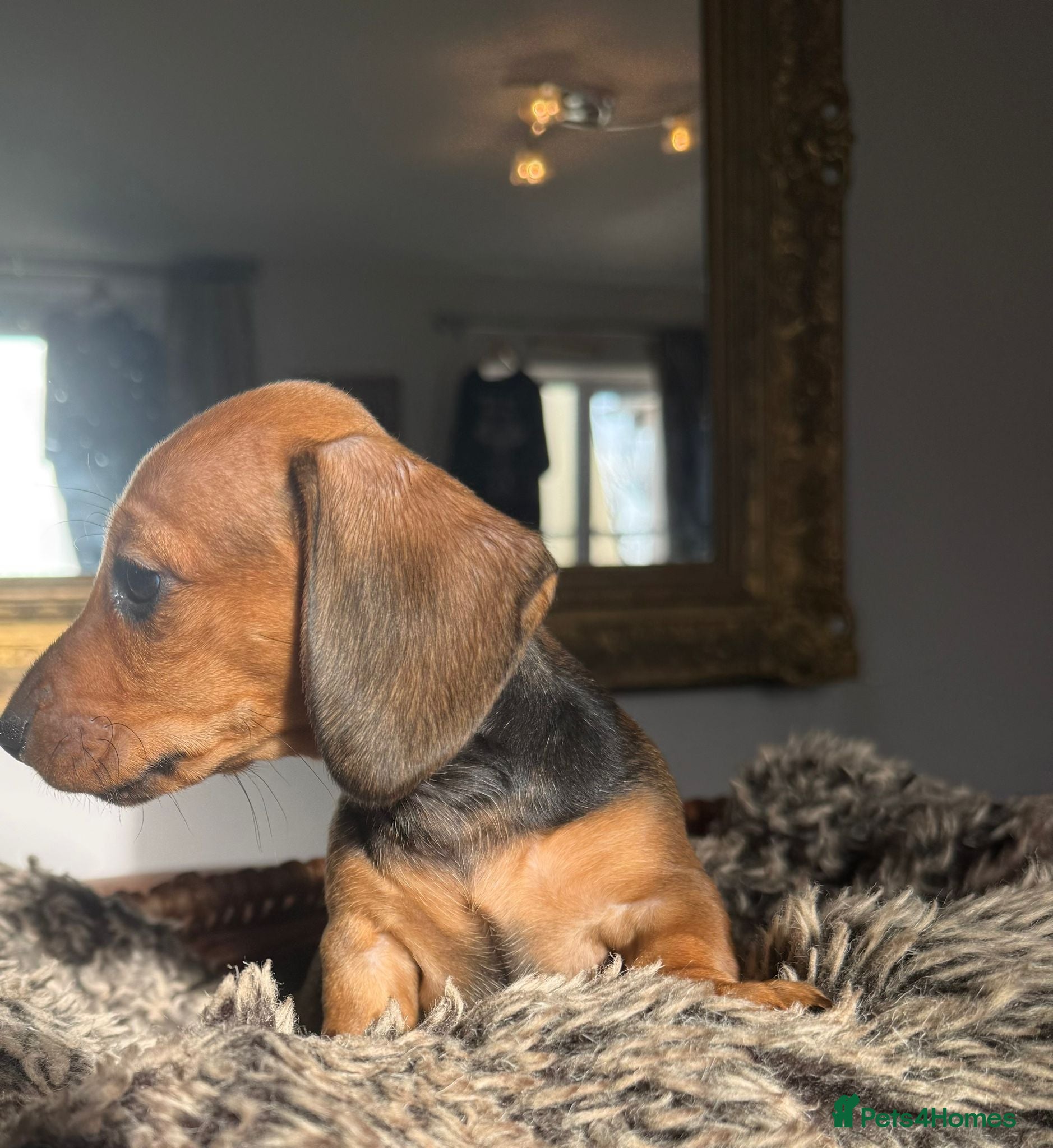 Miniature Dachshund dogs Beautiful Miniature Smooth Dachshunds  - Advert 5