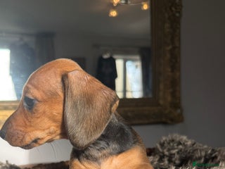 Miniature Dachshund dogs Beautiful Miniature Smooth Dachshunds - Advert 18